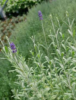 Lawenda wąskolistna Mix Blue and white Scent Early (C2)