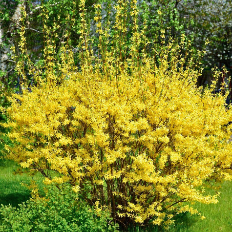 Forsycja pośrednia Manigold' (P9)