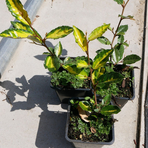 Oliwnik kłujący 'Maculata' (P9)