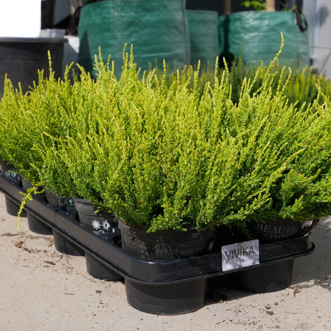 Zestaw 6 x Wrzos pospolity mix kolorów sadzonki