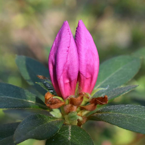 Azalia japońska Babuschka różowa pełna (C2)