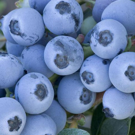 Borówka amerykańska Denise Blue średniowczesna (C2)