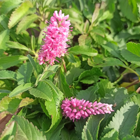 Przetacznik kłosowy różowy (C2)