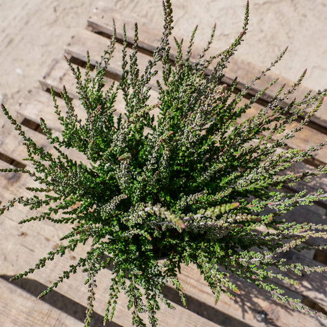 Wrzos pospolity fioletowy pączkowy