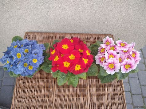 Prymulka Pierwiosnek różowa sadzonka w doniczce