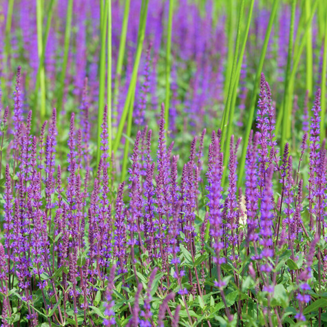 Szałwia omszona Ostfriesland (C2)