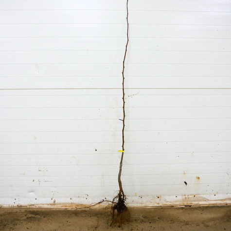 Grusza Lukasówka odporna PLANT PACK