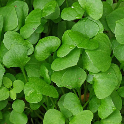 Szpinak Kubański (C2)