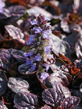 Zestaw Dąbrówka rozłogowa Atropurpurea 6 szt
