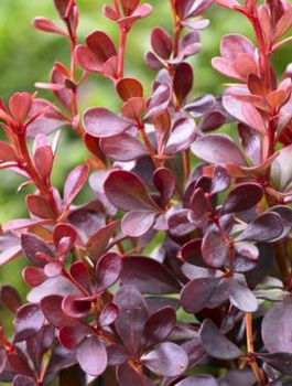 Berberys thunberga Dart's Red Lady (C2)