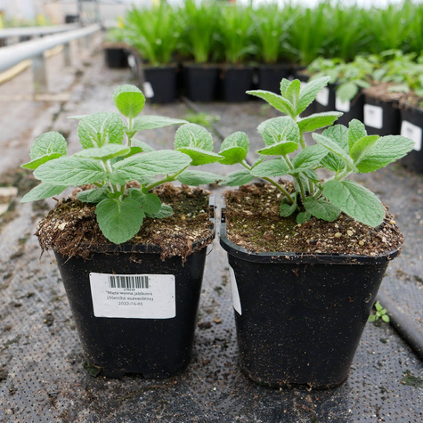 Mięta wonna jabłkowa (C2)