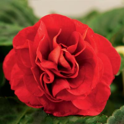 Niecierpek pełny czerwony Silhouette Red