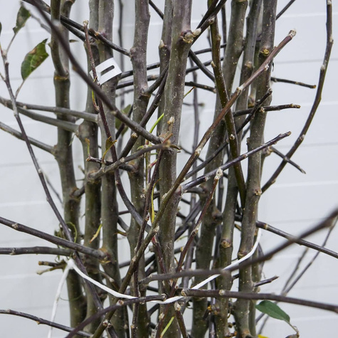 Jabłoń Discovery Plant Pack