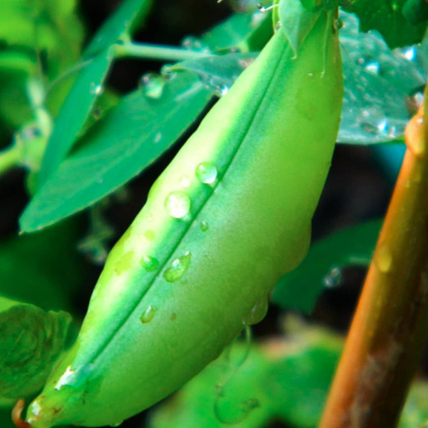 Fasola szparagowa karłowa bezłykowa Marconi Nano 20g