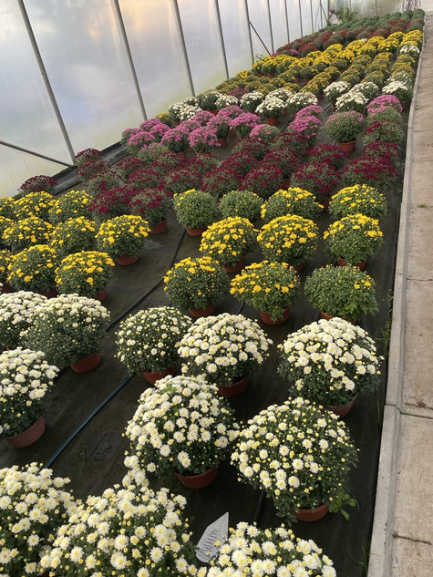 Chryzantema drobnokwiatowa czerwona (C2) DUŻA ROŚLINA