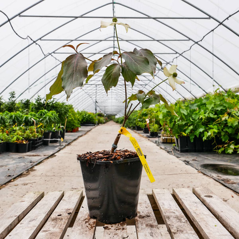 Dereń kousa Cappucino (C2)