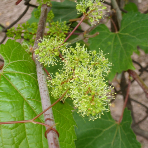 Winorośl Pachnąca Tomek