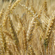 Żyto ozime 1 kg
