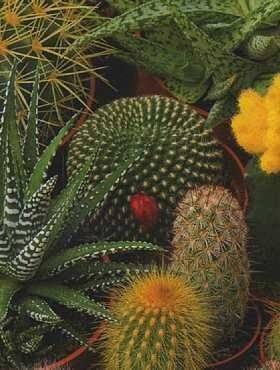 Kaktusy mieszanka 0,3g