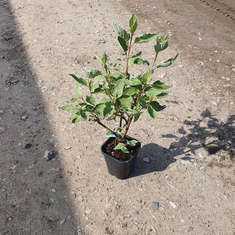 Dereń biały Argenteomarginata (C2)