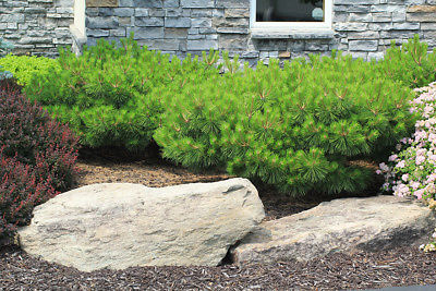 Sosna gęstokwiatowa Jane Kluis