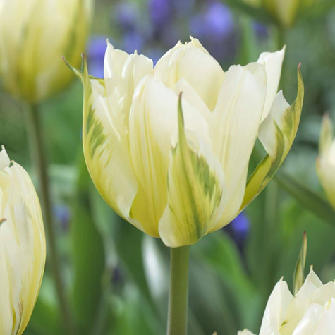 Tulipan pełny późny Exotic Emperor