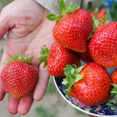 Truskawka HOLY śr. wczesna sadzonki truskawek Frigo POLSKA ODMIANA 10 szt