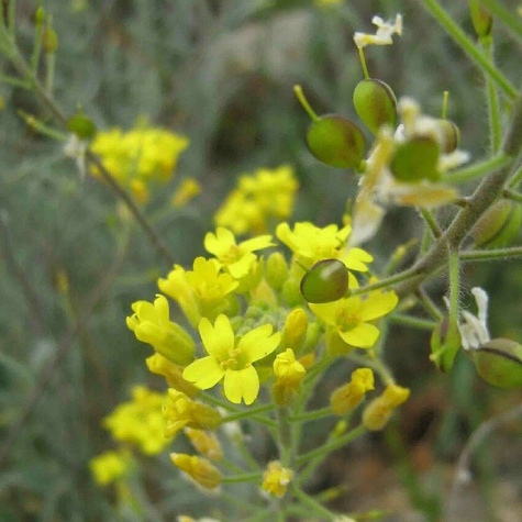 Smagliczka pagórkowa piaskowa Berggold (P9)