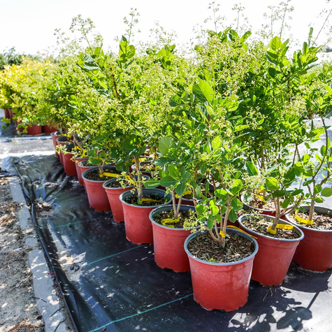 Perukowiec podolski Young Lady Puszysty Krzew (C2)