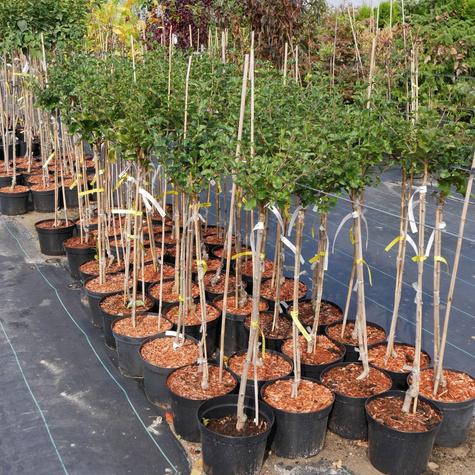 Lilak Meyera Palibin Bez na Pniu Miniaturka Pachnący (C2)