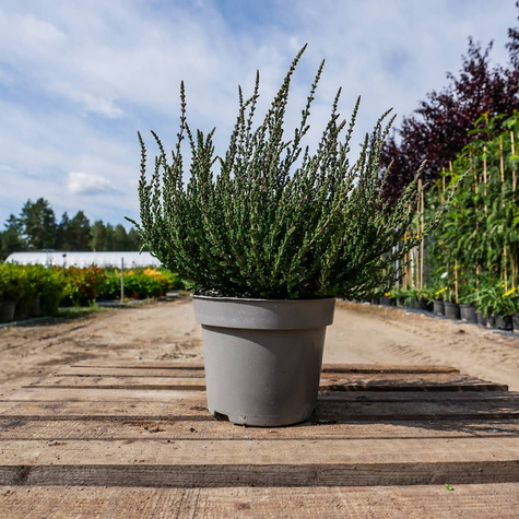 6 x Wrzos pospolity fioletowe kwiaty zielone liście sadzonka