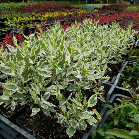 Dereń biały Elegantissima (P9)