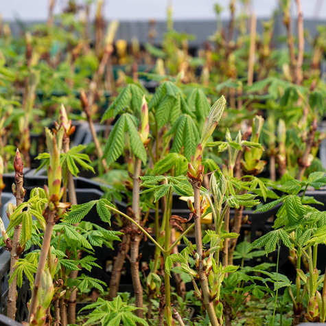 Kasztanowiec zwyczajny miododajny (C2)