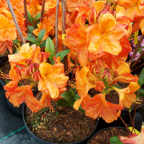 Azalia wielkokwiatowa Soczysta pomarańczowa (C2)