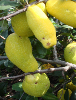 Pigwowiec mieszańcowy Northern Lemon cytrynowe owoce
