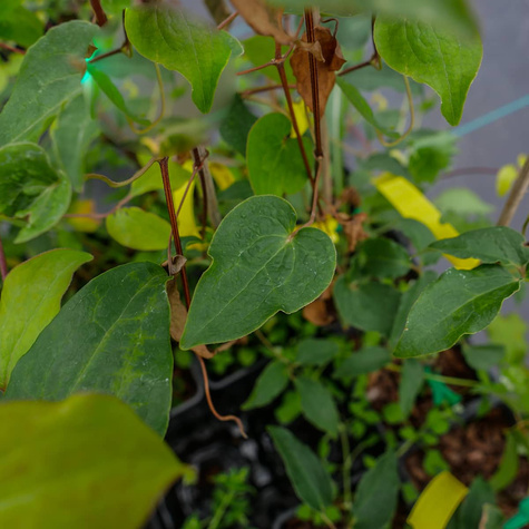 Powojnik Clematis wielkokwiatowy Red Star (C2)