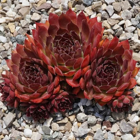 Rojnik ogrodowy Othello (C2)