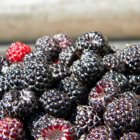 Malina czarna Plant Pack