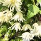 Powojnik Clematis Golden Dream (C2)
