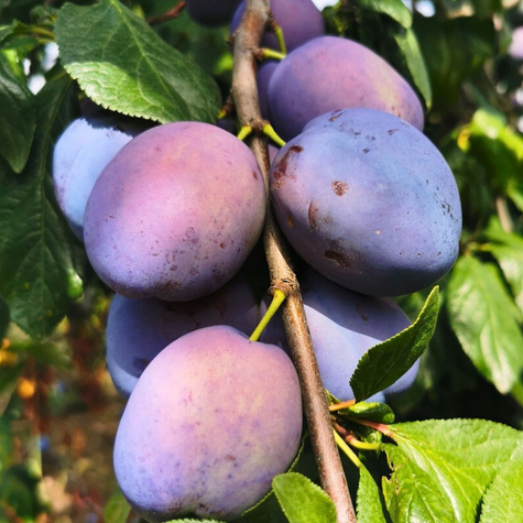 Śliwa Bluefree Plant Pack 