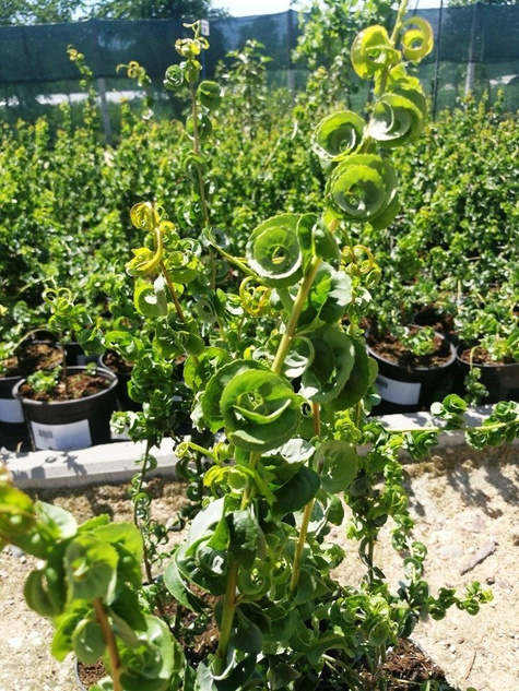 Wierzba babilońska Crispa (C2)