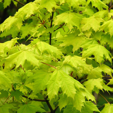 Klon pospolity Golden Globe szczepiony na pniu