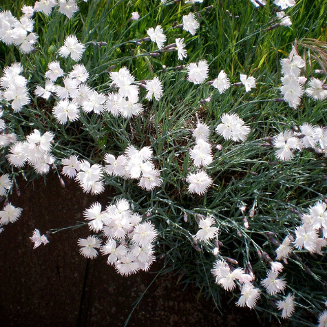 Goździk kropkowany Albus (C2)