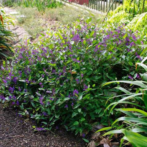 Hardenbergia Regent (P9)