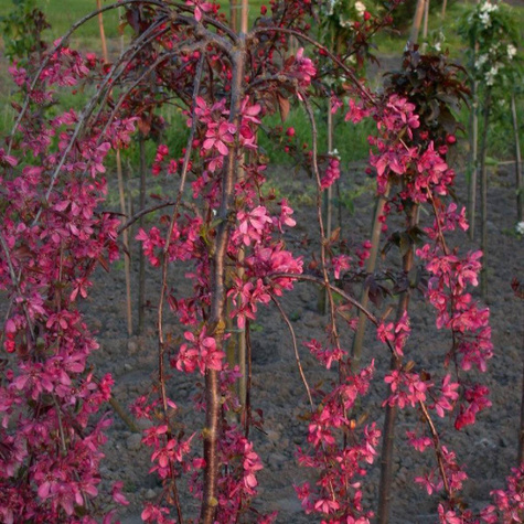 Jabłoń ozdobna purpurowa Pendula