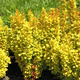 Berberys thunberga Sunbeam