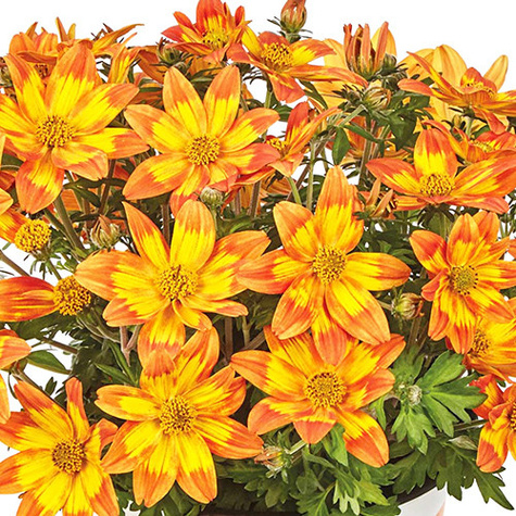 Bidens Taka Tuka Orange Yellow Brush pomarańczowo-żółty Uczep Złoty Deszcz