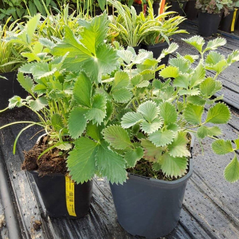 Pięciornik krwisty (C2)