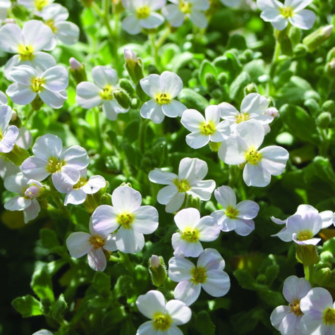 Żagwin ogrodowy Axcent White biały