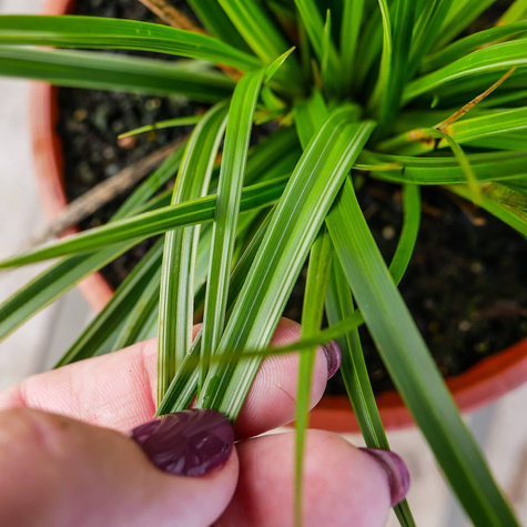 Turzyca japońska pstrolistna Variegata (P9)